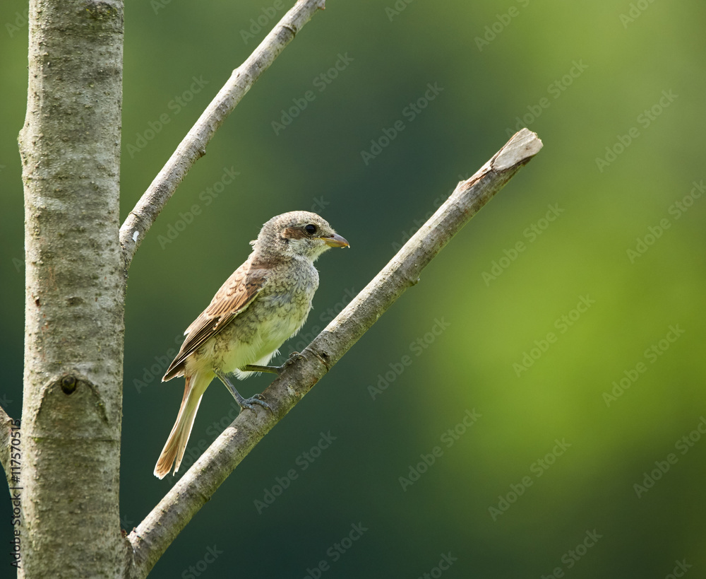Fototapeta premium Female of red backed shrike