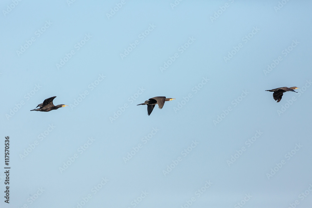 Obraz premium Great Cormorant in flight