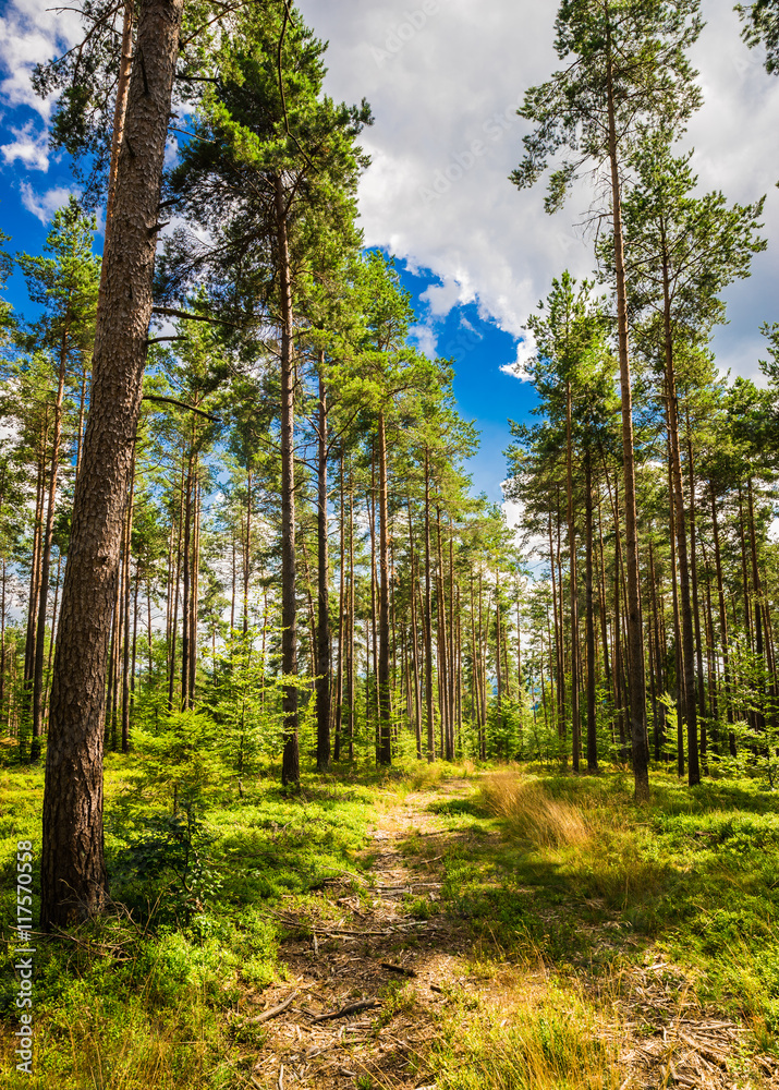 Obraz premium Wald Weg Pfad Natur Landschaft Bäume