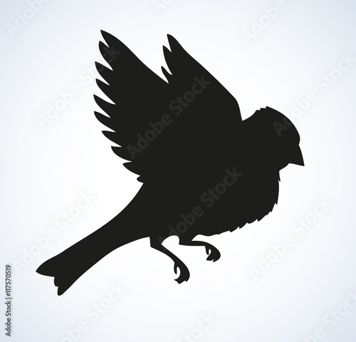 Vector drawing. Tit