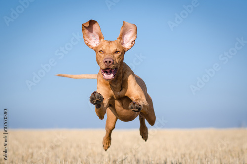 Hungarian vizsla hound dog in summer morning