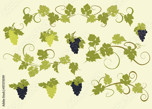 Design elements with bunches of grapes and vines in vintage style.