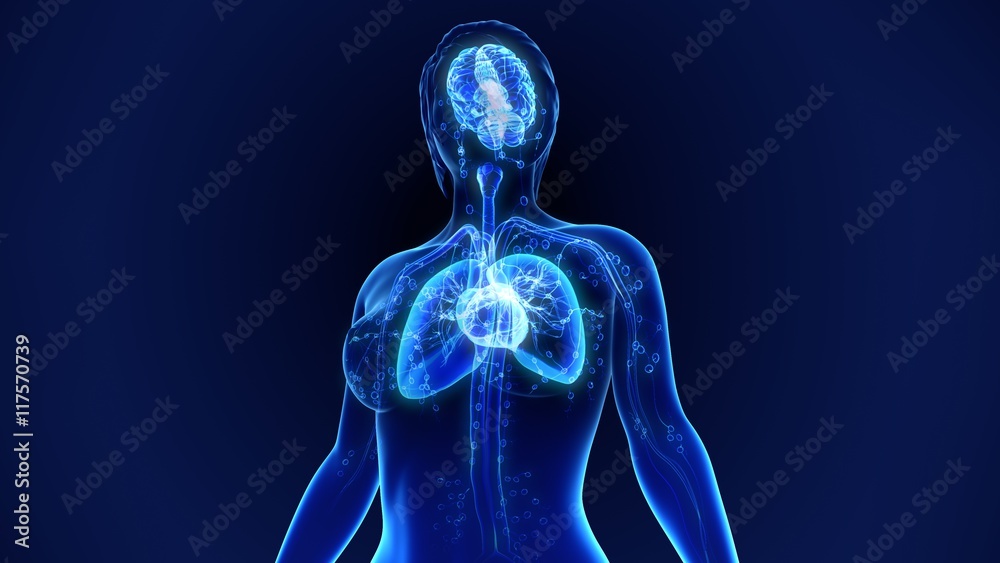 Human Organs Human Organs