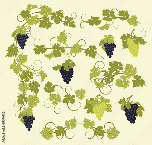 Design elements with bunches of grapes and vines in vintage style.