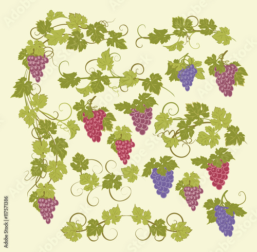 Design elements with bunches of grapes and vines in vintage style.