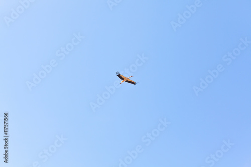 Crane flies on blue sky