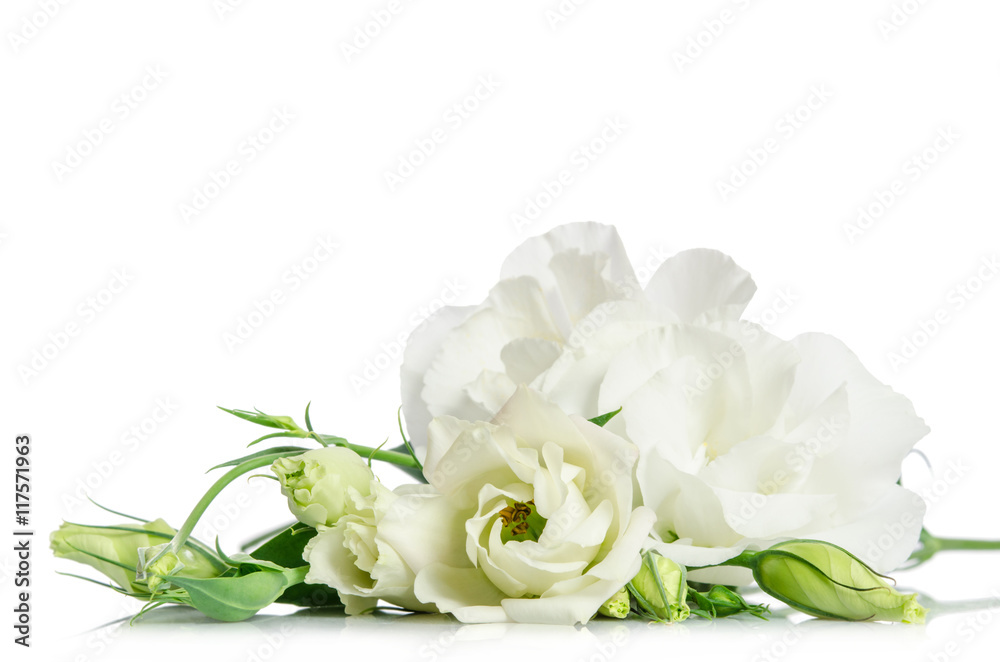 Beautiful white eustoma flowers isolated on white background