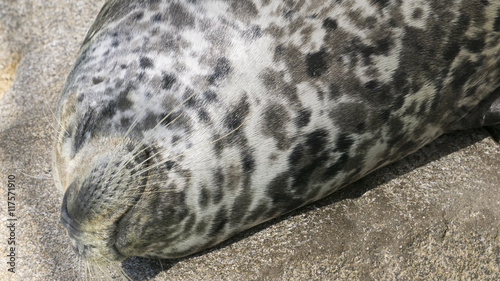 Happy Harbor seal