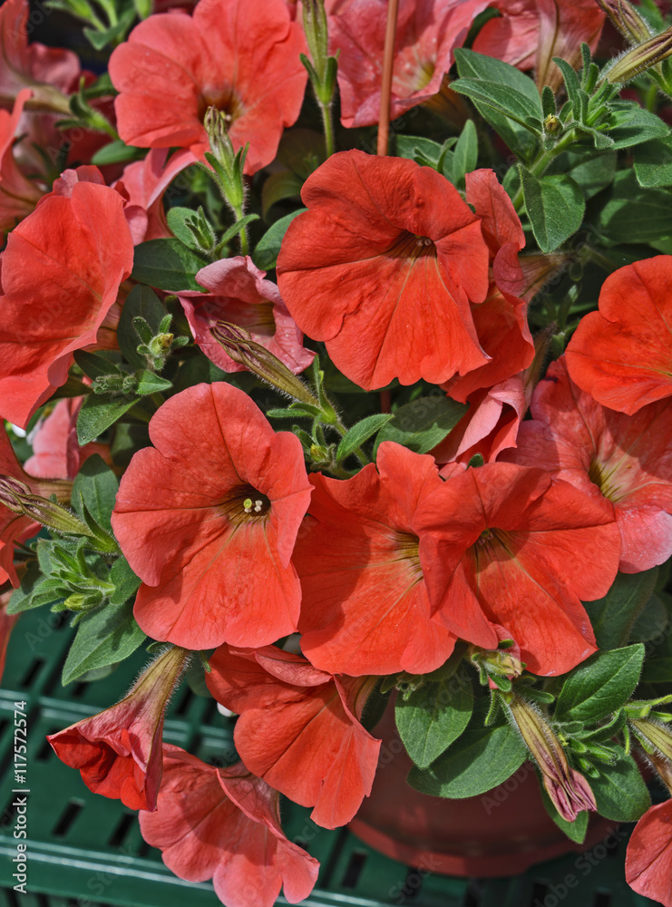  Decorative flowers petunia