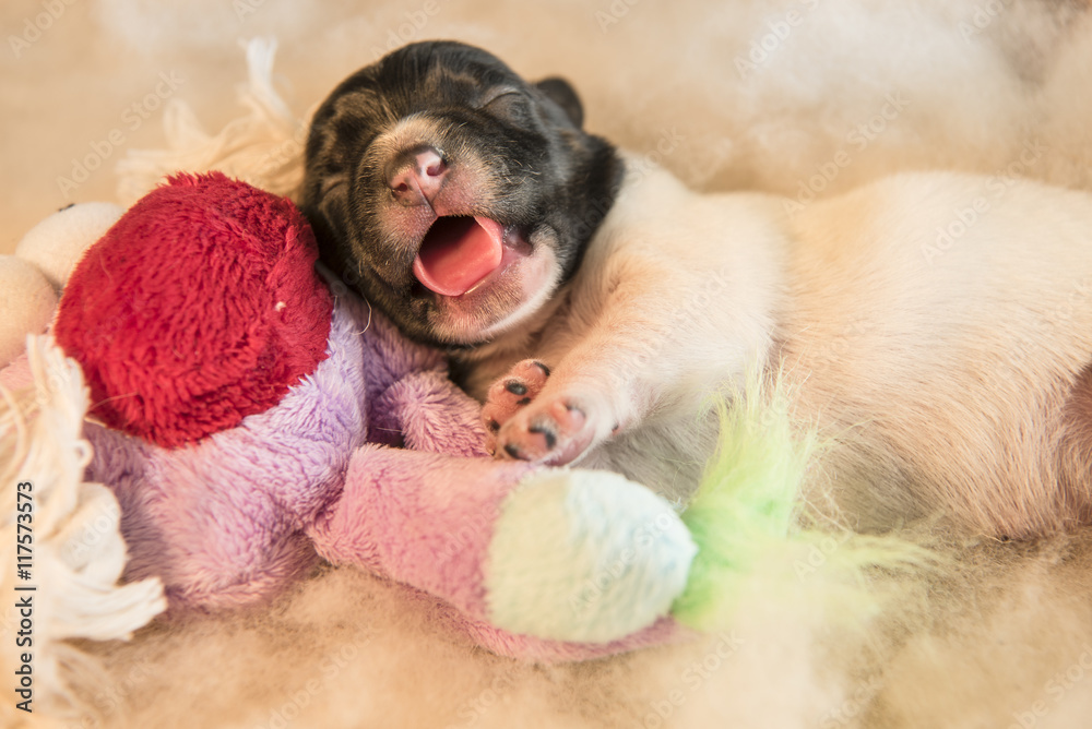 newborn puppy wit toy - three days old newborn puppy wit toy - three days old