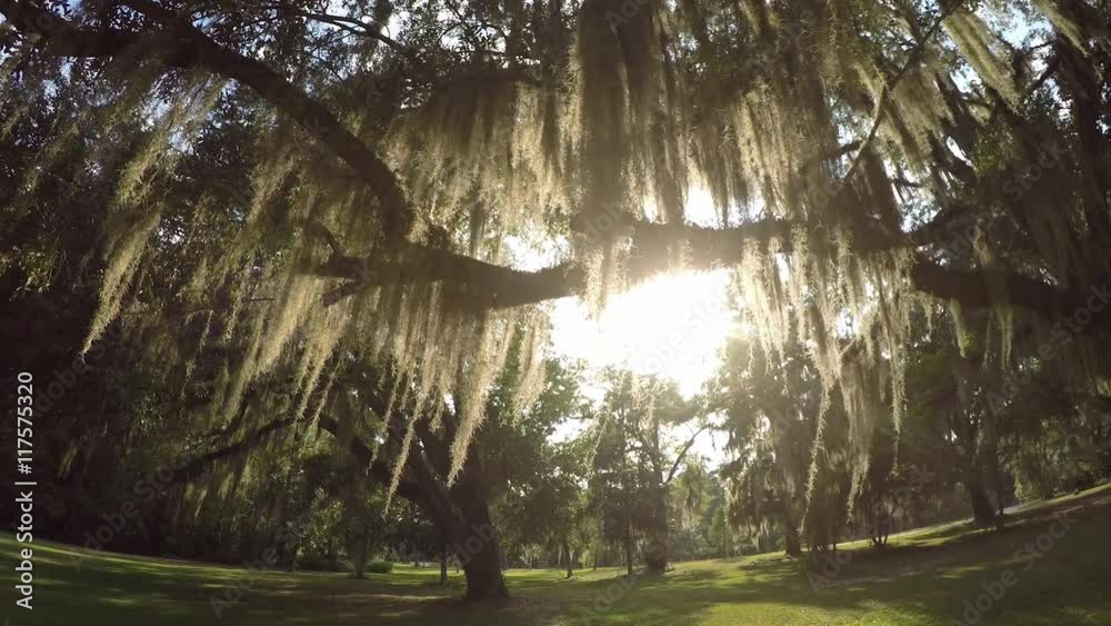 Sun shining through live oak tree canopy with spanish moss Sun shining through live oak tree canopy with spanish moss
