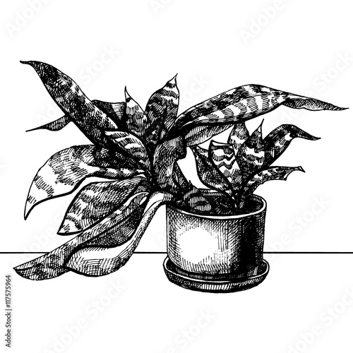 House plant in pot