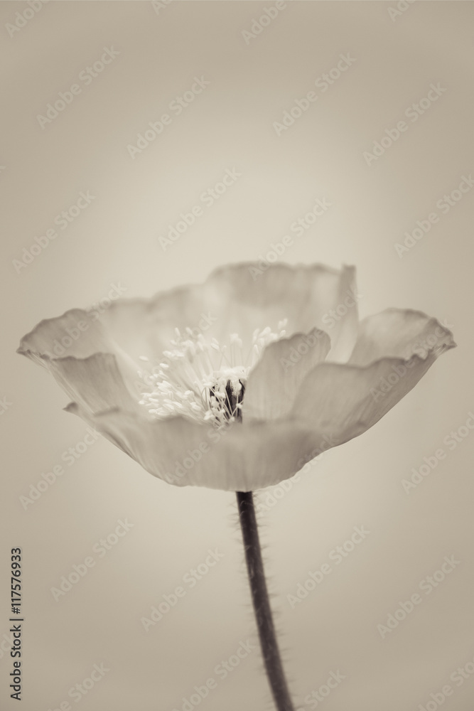 Fototapeta premium poppy close-up (206)