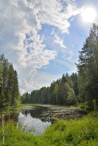 Landscape forest river overgrown with water lilies and reeds and