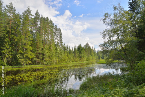 Fototapeta Naklejka Na Ścianę i Meble -  Landscape forest river, overgrown with Lily pads and reeds, the