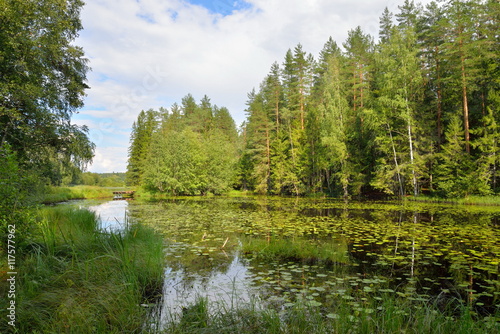 Forest river overgrown with water lilies and wooden bridge