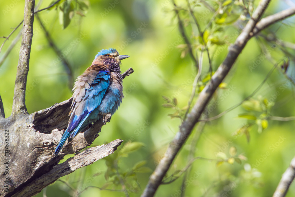 Indian roller in Bardia national park, Nepal