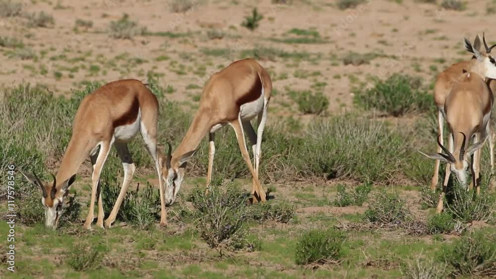 Herd of springbok antelopes (Antidorcas marsupialis) feeding, Kalahari desert, South Africa Herd of springbok antelopes (Antidorcas marsupialis) feeding, Kalahari desert, South Africa
