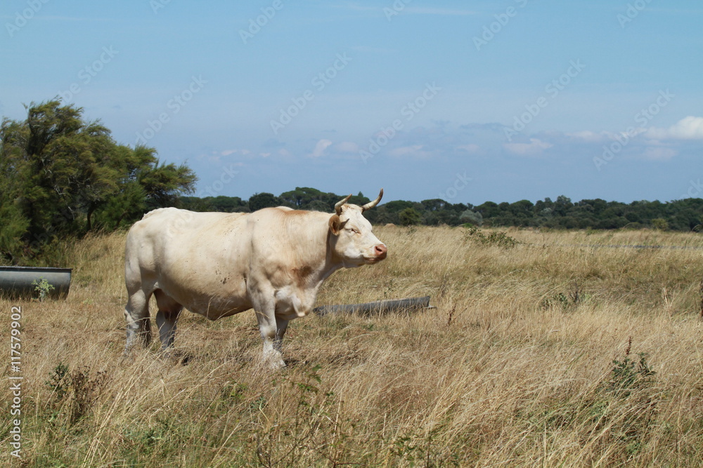 vache sur l'île d'oléron