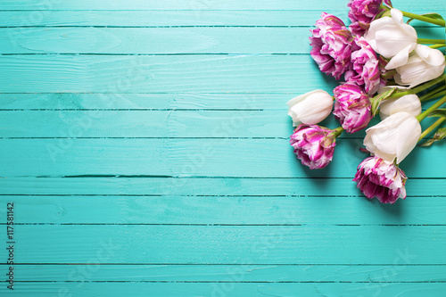 Fototapeta Naklejka Na Ścianę i Meble -  Violet and white tulips flowers on bright turquoise  wooden  bac