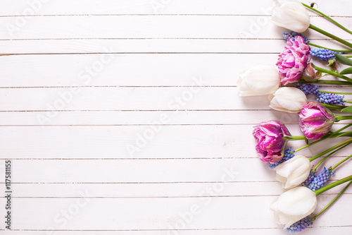 Bright  violet and white tulips flowers on white wooden backgrou