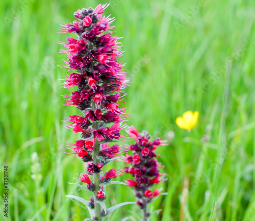 Beautiful meadow flower  macro