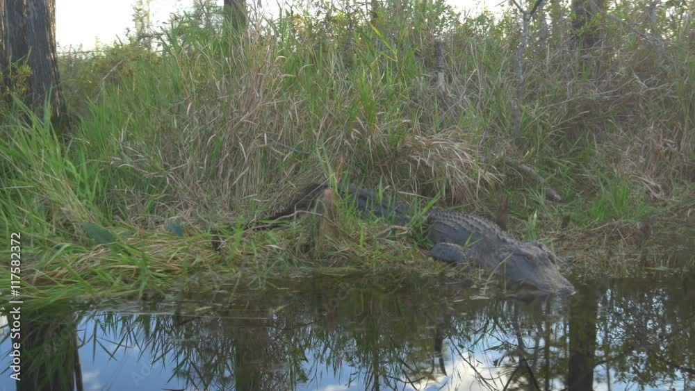 Big crocodile gator sitting on the banks of beautiful swamp Big crocodile gator sitting on the banks of beautiful swamp