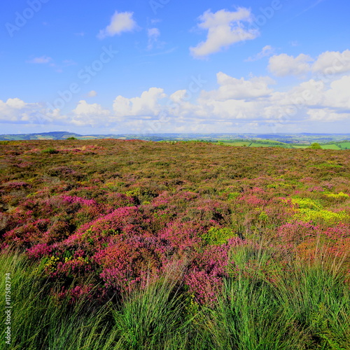 Wildflower meadow in bloom on Hardown Hill near village of Morcombelake in Dorset, England