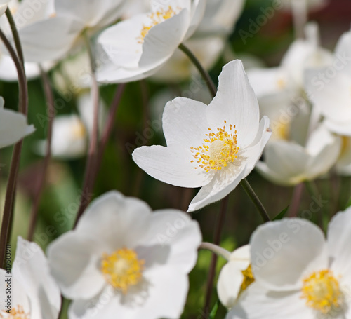 White flowers, background of white flowers, flora.