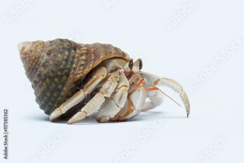 Fototapet Hermit Crab on white background