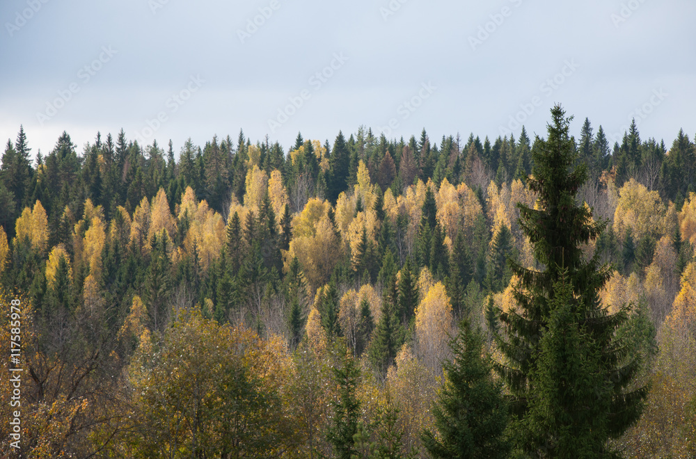 View of the autumn Karelian forest
