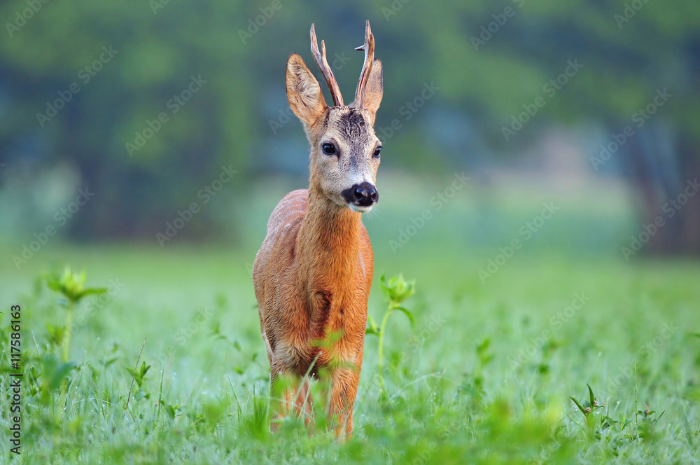 Fototapeta premium Wild roe deer