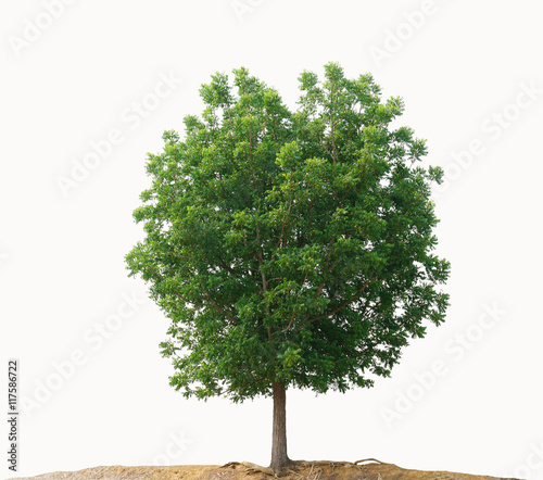 Tree isolated on a white background.