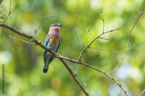 Indian roller in Bardia national park, Nepal photo