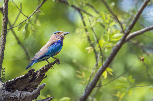 Indian roller in Bardia national park, Nepal