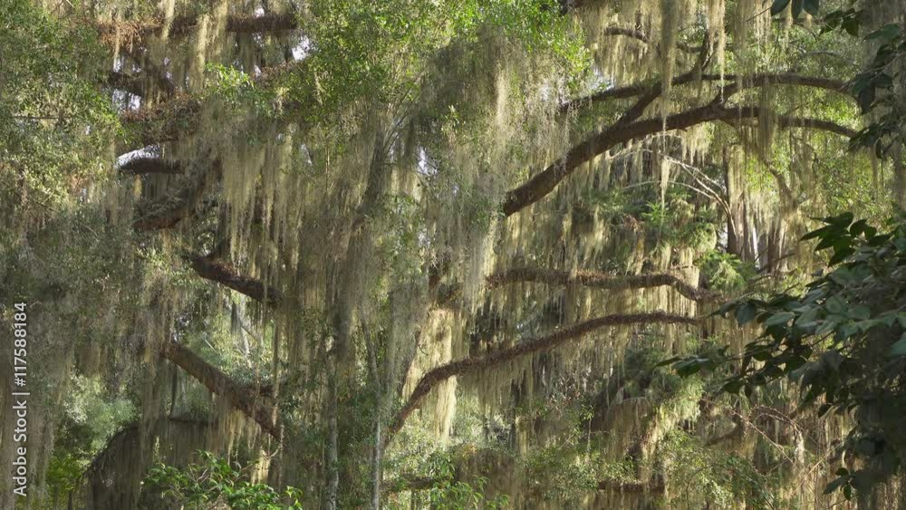 SLOW MOTION: Spanish moss on big live oaks swinging in summer breeze SLOW MOTION: Spanish moss on big live oaks swinging in summer breeze