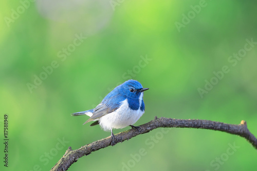 Ultramarine flycatcher ,Beautiful bird perching on branch as background