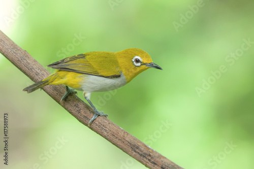 Oriental white-eye ,Beautiful bird perching on branch as background © Art789