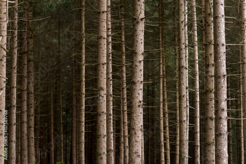 Bosco con alberi ad alto fusto