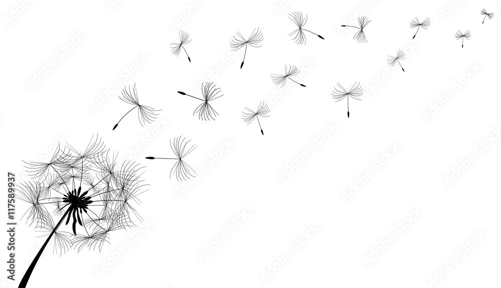 Dandelion.Dandelion flower in black on a white background. Dandelion.Dandelion flower in black on a white background.