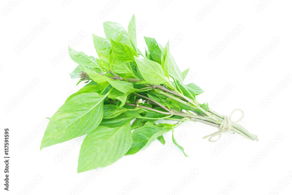 Closeup fresh sweet basil vegetable on white background,raw material for cooking Closeup fresh sweet basil vegetable on white background,raw material for cooking
