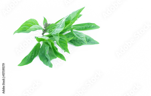 Closeup fresh sweet basil vegetable on white background,raw material for cooking