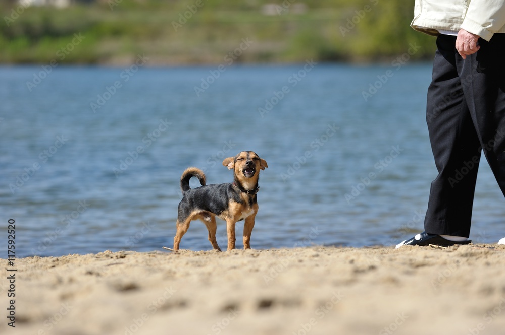 Jack Russell Mix