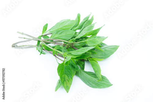 Closeup fresh sweet basil vegetable on white background raw material for cooking