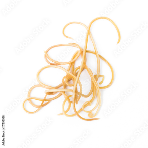 Helminths Toxocara canis (also known as dog roundworm) or parasitic worms from little dog on white background, Pet health care concept