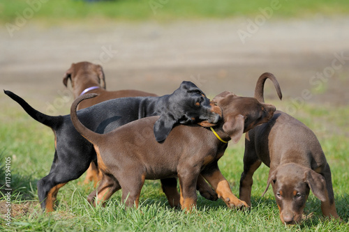 Dobermannwelpen
