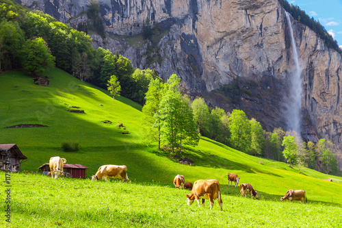 Summer landscape with cow grazing on fresh green mountain pastures and high waterfall on background. Lauterbrunnen, Switzerland, Europe.