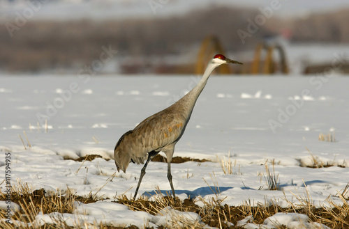 Sandhill Crane