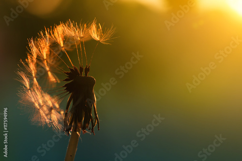 Fototapeta Naklejka Na Ścianę i Meble -  
Dandelion