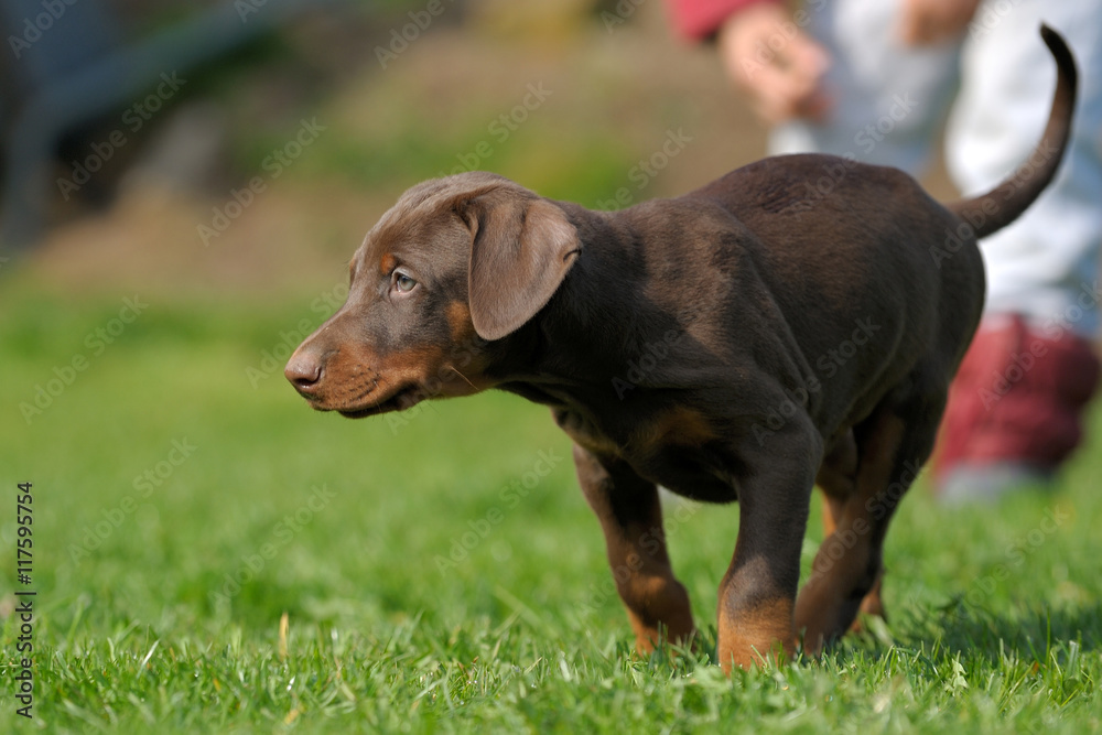 Dobermannwelpen